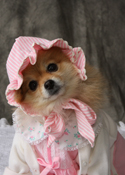 Pet Photography