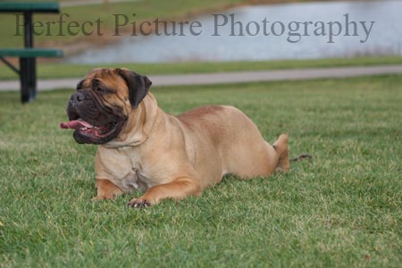 Pet photography k