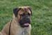 Pet photography i