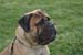 Pet photography j