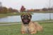 Pet photography l